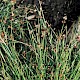 Juncus bulbosus