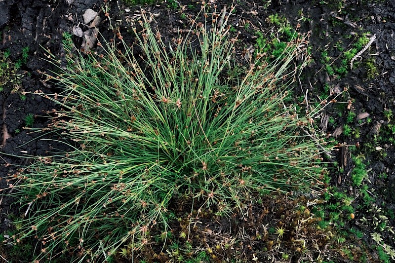 Juncus bulbosus - © Charles Hipkin