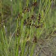 Juncus effusus