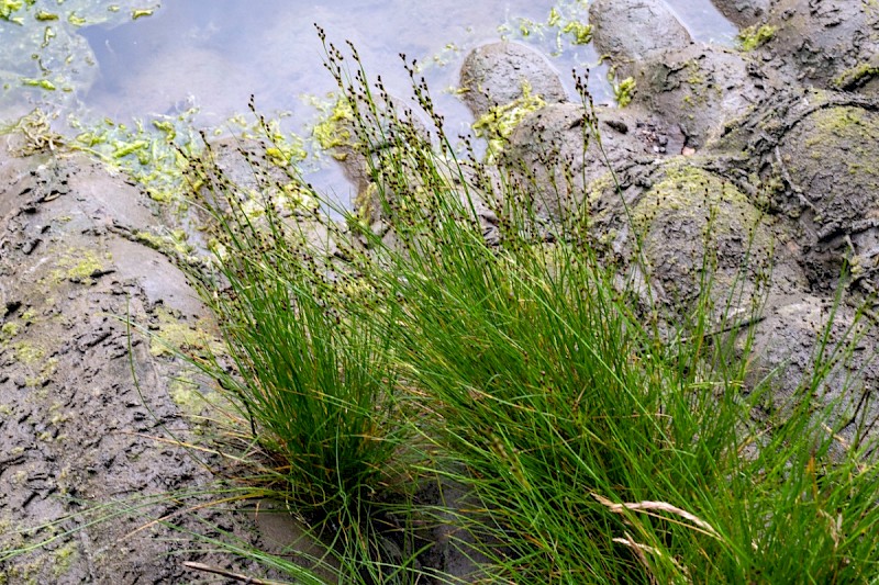 Juncus gerardii - © Charles Hipkin