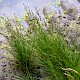 Juncus gerardii