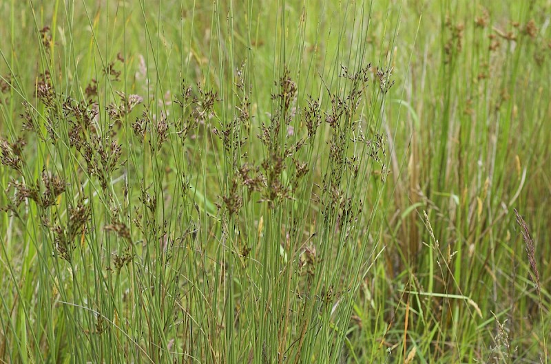 Juncus inflexus - © Charles Hipkin