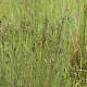 Juncus inflexus