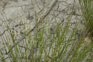 Juncus tenuis Slender Rush