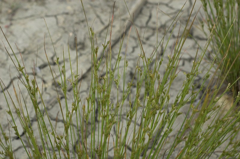 Juncus tenuis - © Charles Hipkin