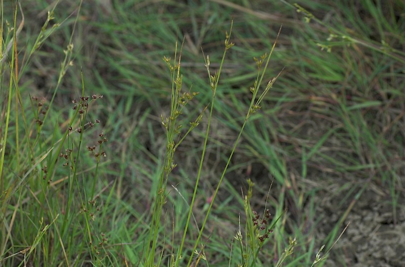 Juncus tenuis - © Charles Hipkin