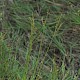 Juncus tenuis