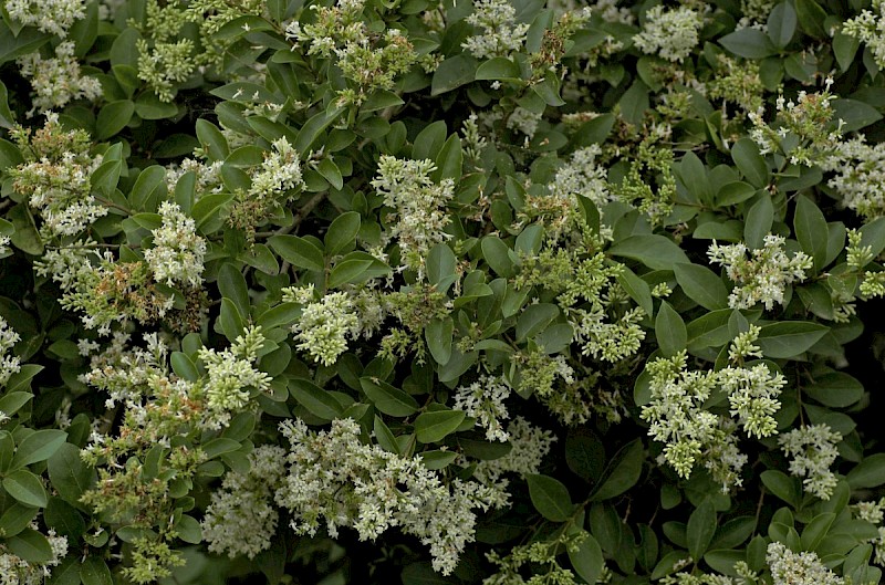 Ligustrum ovalifolium - © Charles Hipkin