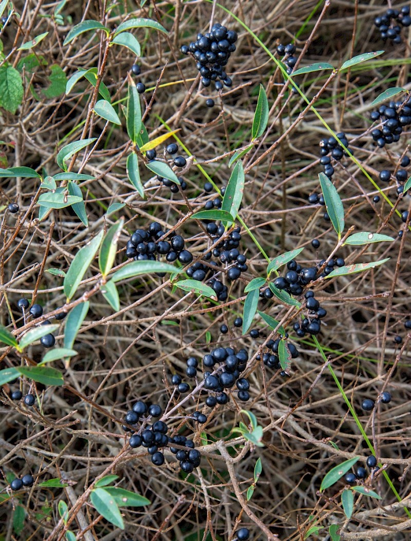 Ligustrum vulgare - © Charles Hipkin