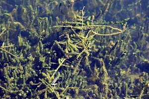 Lagarosiphon major Curly Waterweed