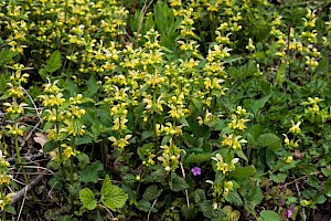 Lamiastrum galeobdolon subsp. montanum Yellow Archangel