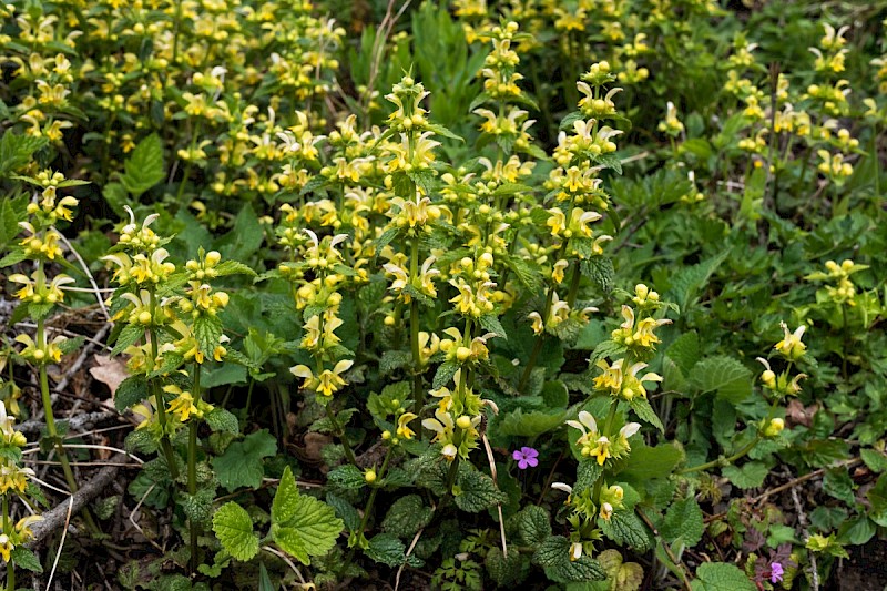 Lamiastrum galeobdolon subsp. montanum - © Charles Hipkin