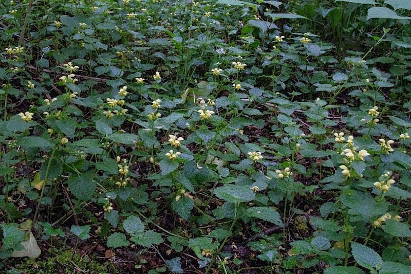 Lamiastrum galeobdolon subsp. montanum - © Charles Hipkin