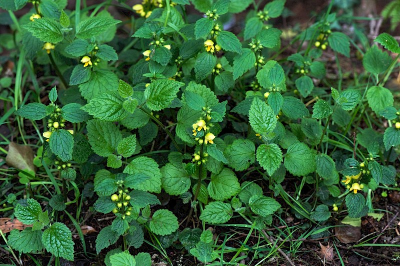 Lamiastrum galeobdolon subsp. montanum - © Charles Hipkin