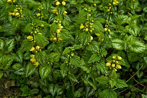 Lamiastrum galeobdolon subsp. argentatum Garden Yellow-archangel