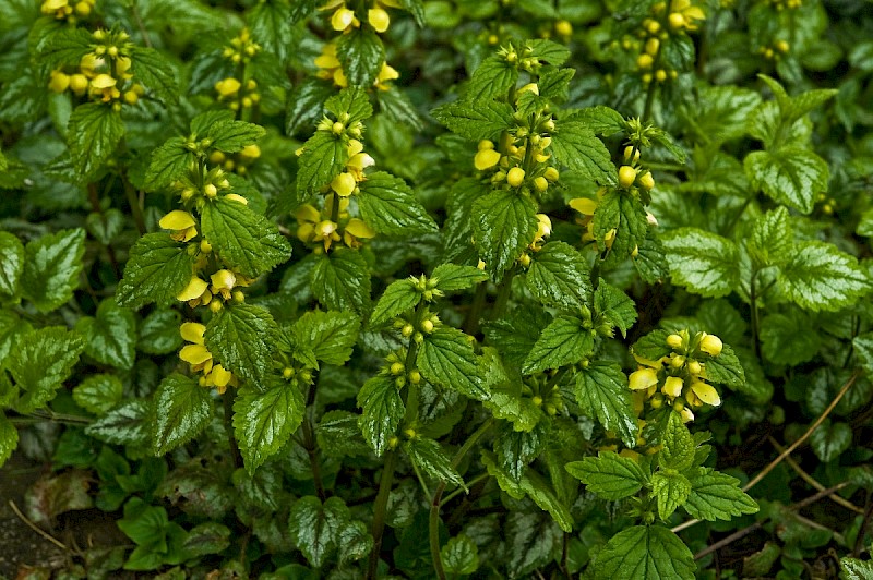 Lamiastrum galeobdolon subsp. argentatum - © Charles Hipkin