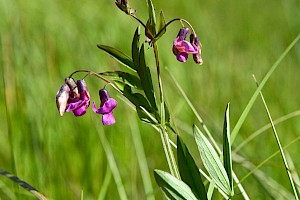 Lathyrus linifolius var. montanus 