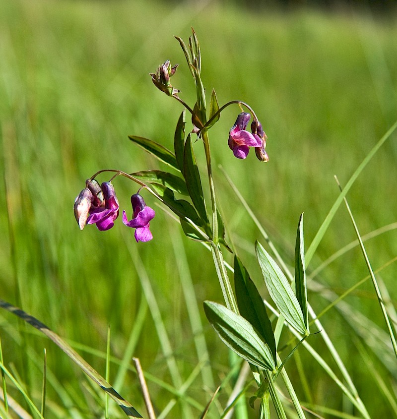 Lathyrus linifolius var. montanus - © Charles Hipkin