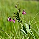 Lathyrus linifolius var. montanus