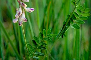 Vicia orobus Wood Bitter-vetch