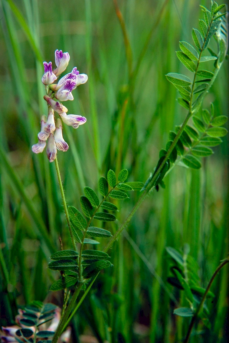 Vicia orobus - © Charles Hipkin