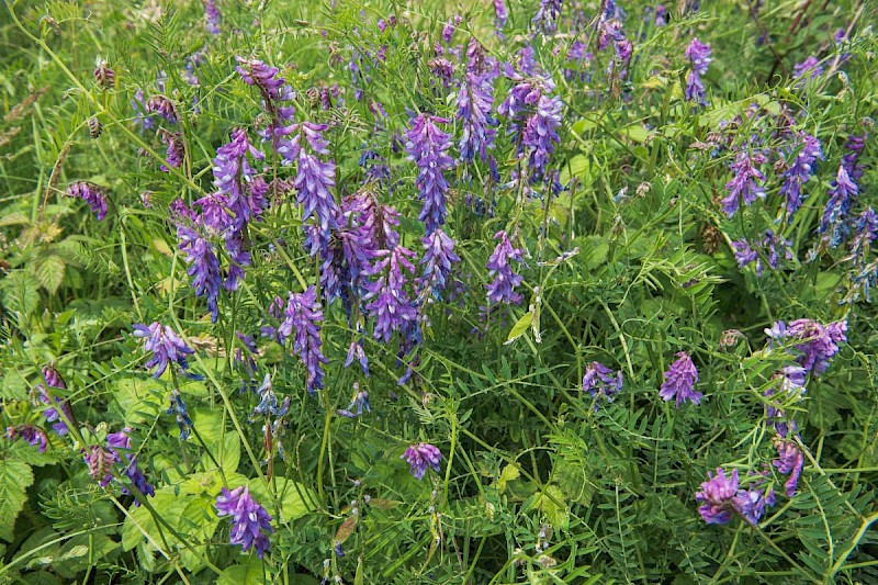 Vicia cracca - © Charles Hipkin