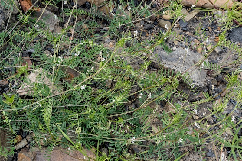 Vicia hirsuta - © Charles Hipkin