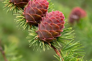 Larix decidua European Larch