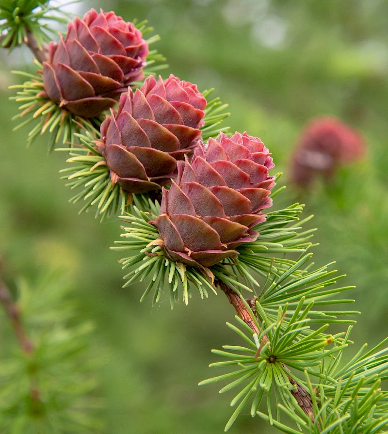 Larix decidua - © Charles Hipkin