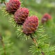 Larix decidua