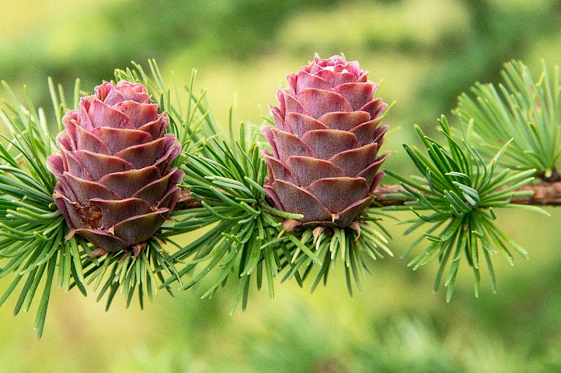 Larix decidua - © Charles Hipkin