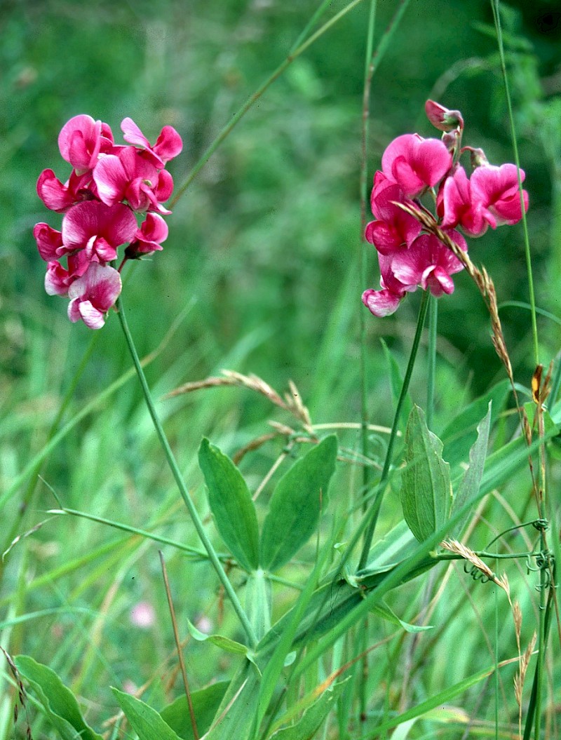 Lathyrus latifolius - © Charles Hipkin