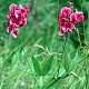 Lathyrus latifolius