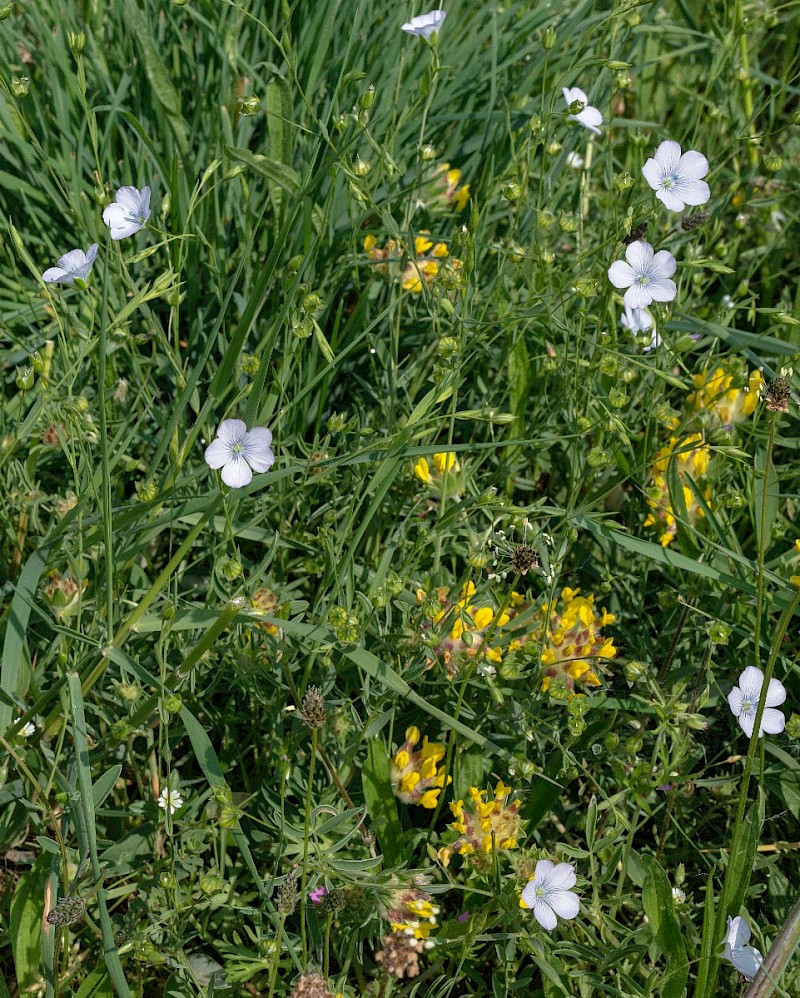 Linum bienne - © Charles Hipkin