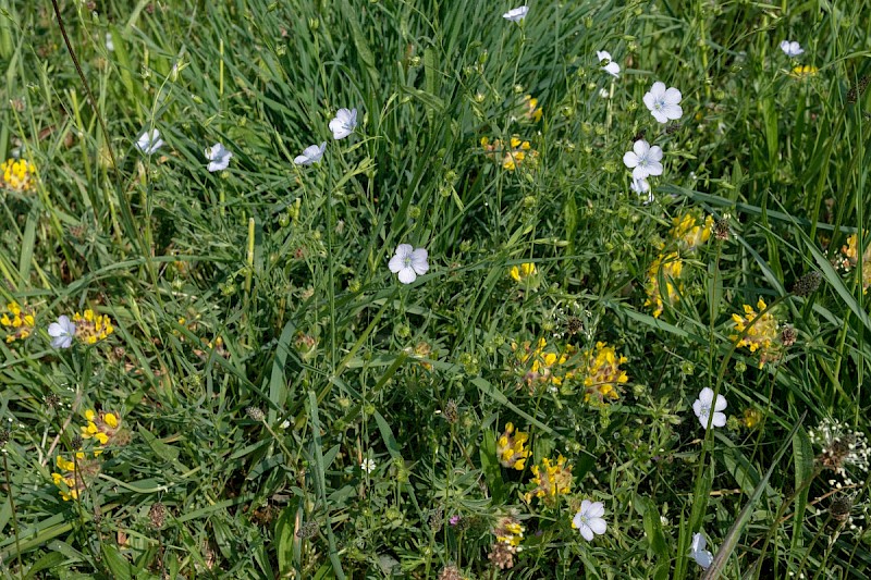 Linum bienne - © Charles Hipkin