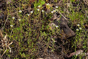 Linaceae