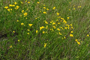 Lotus corniculatus var. sativus 