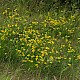 Lotus corniculatus var. sativus