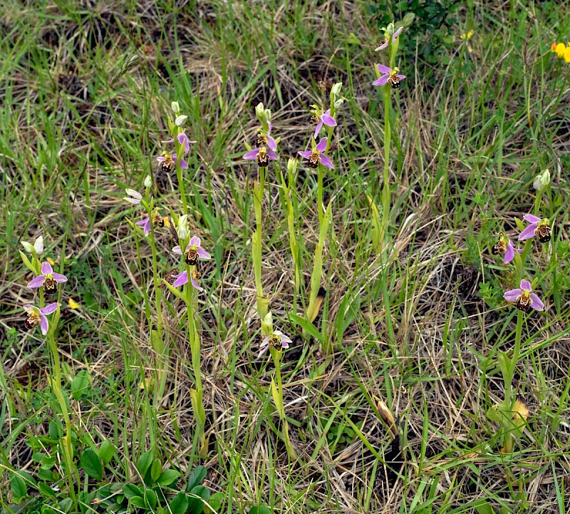 Grasslands on Restored Coal Waste - © Charles Hipkin