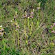 Grasslands on Restored Coal Waste