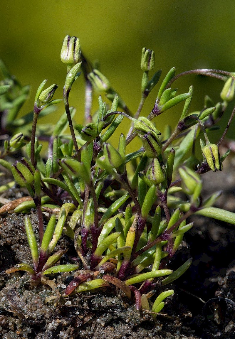 Sagina maritima - © Charles Hipkin