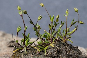 Sagina maritima Sea Pearlwort