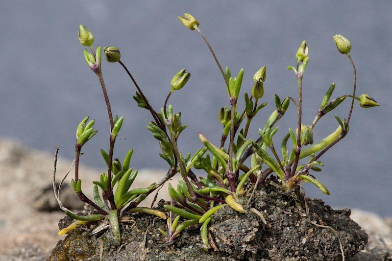 Sagina maritima - © Charles Hipkin