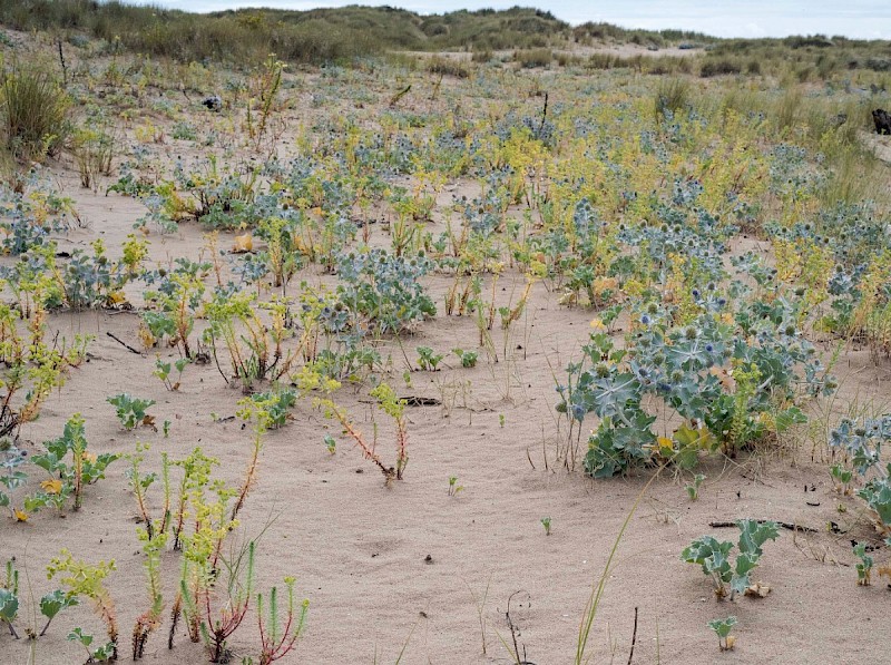 Sand Dunes - © Charles Hipkin