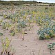 Sand Dunes