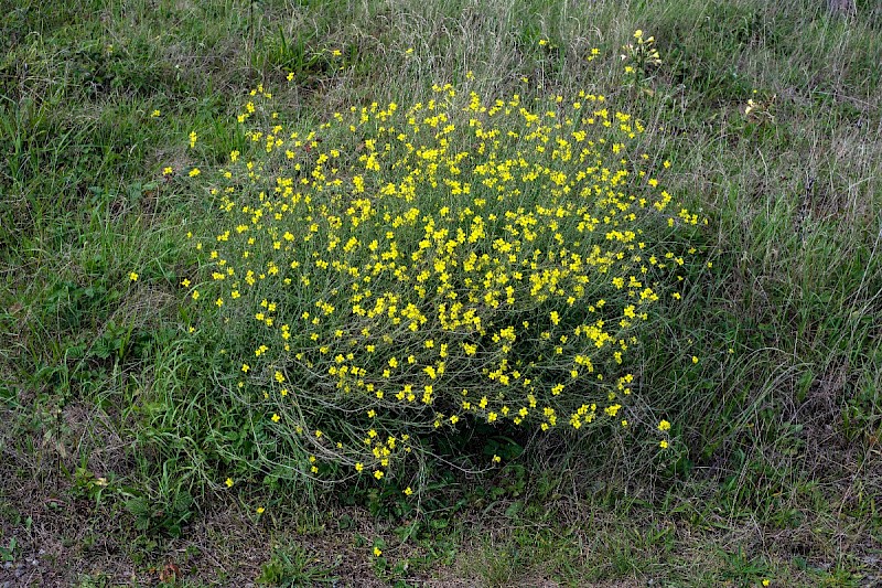 Diplotaxis tenuifolia - © Charles Hipkin