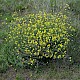 Diplotaxis tenuifolia