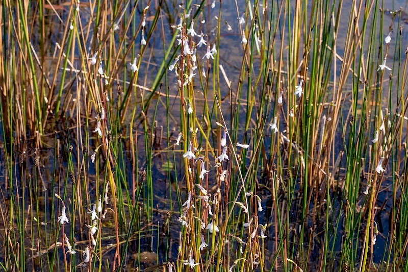 Lobelia dortmanna - © Charles Hipkin