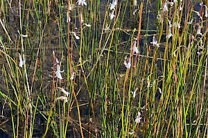 Lobelia dortmanna Water Lobelia