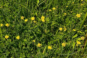 Lotus pedunculatus Greater Bird's-foot-trefoil